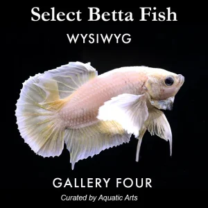 Premium Select Betta Fish (Betta splendens) - WYSIWYG Gallery Four