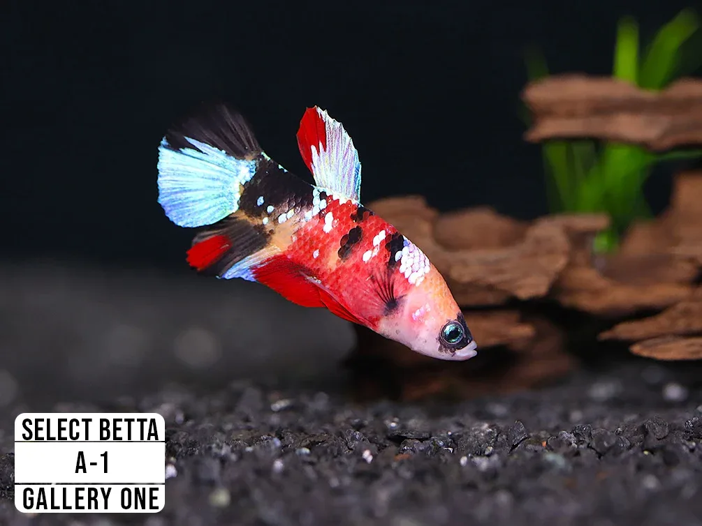 Premium Select Betta Fish (Betta splendens) - WYSIWYG Gallery One - Image 2