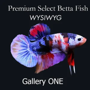 Premium Select Betta Fish (Betta splendens) - WYSIWYG Gallery One