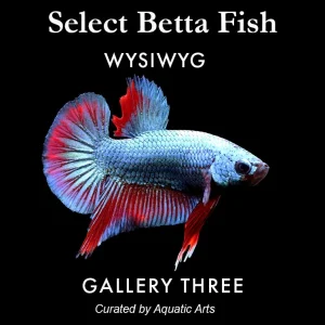 Premium Select Betta Fish (Betta splendens) - WYSIWYG Gallery Three