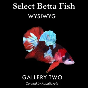 Premium Select Betta Fish (Betta splendens) - WYSIWYG Gallery Two