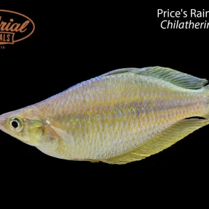 Price's Rainbowfish