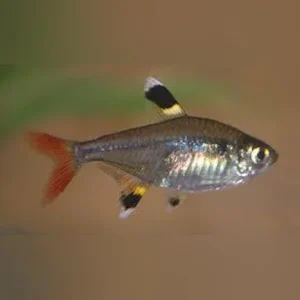 Pristella Tetra