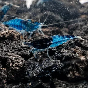 Blue Rili Shrimp