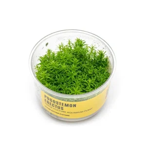Pogostemon Erectus UNS Tissue Culture