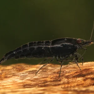 Black Sakura Shrimp