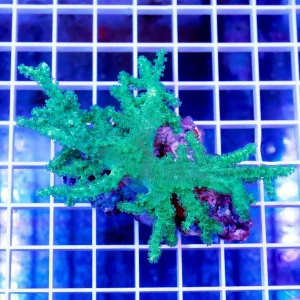 Green Spaghetti Finger Leather Coral 3.5" WYSIWYG