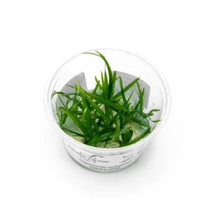 Sagittaria Subulata Aquatic Farmer Tissue Culture