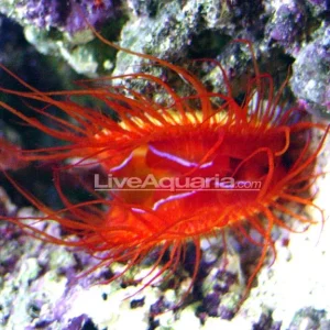 Electric Flame Scallop EXPERT ONLY