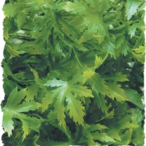 Zoo Med Laboratories Cannabis Bush Naturalistic Plastic Plant Terrarium Décor
