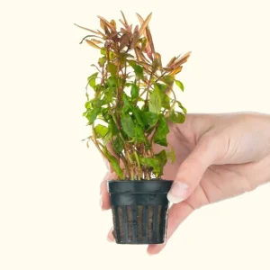 Ammannia Gracilis