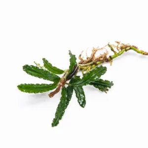 Bucephalandra Velvet 3 Color