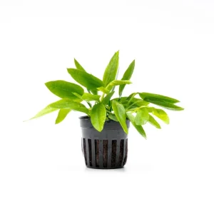 Echinodorus Ozelot Narrow Mini
