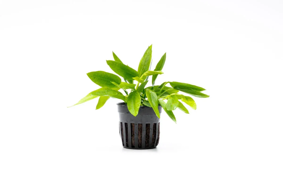 Echinodorus Ozelot Narrow Mini