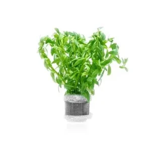 Rotala Nanjenshan