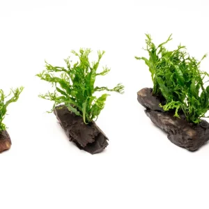 Java Fern 'Windelov' on Driftwood
