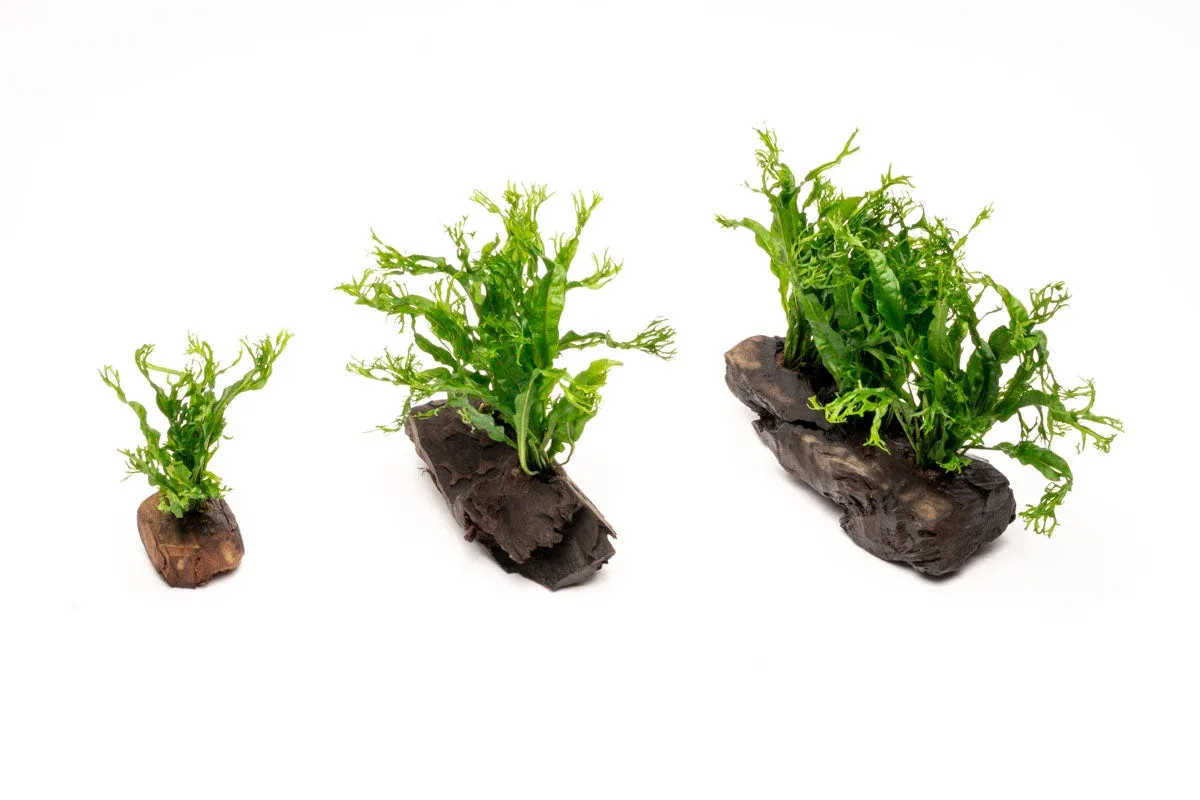 Java Fern 'Windelov' on Driftwood