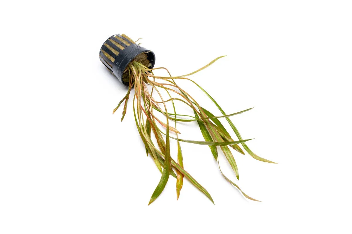 Cryptocoryne Spiralis Red - Image 2