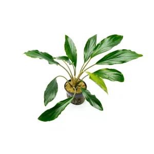 Homalomena Broad Cuneate (Red Stem)