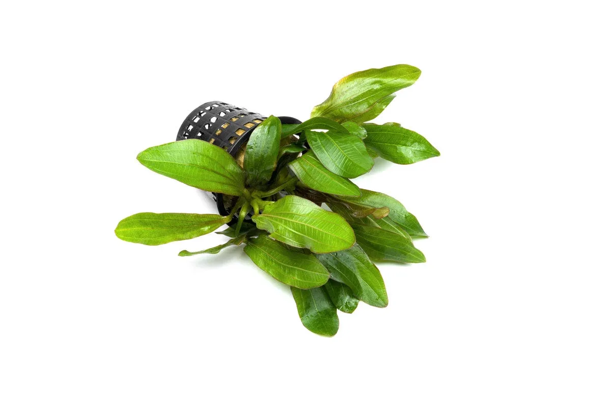 Echinodorus Red Rubin Mother Pot - Image 2