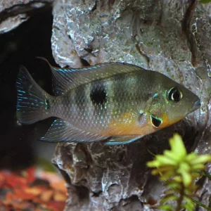 Firemouth Cichlid