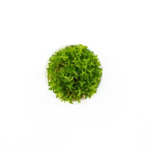 Scrophulariaceae Sp Aquatic Farmer Tissue Culture