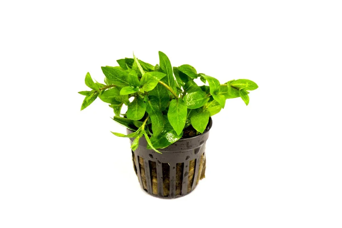 Staurogyne Repens - Image 2