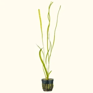 Jungle Vallisneria