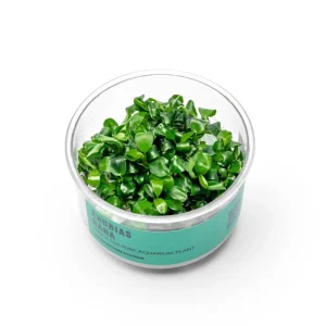 Anubias Nana UNS Tissue Culture