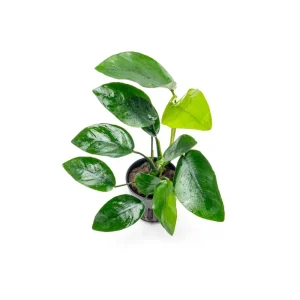 Anubias Nana Tropica