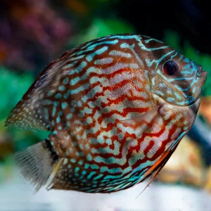 Blue Turquoise Discus