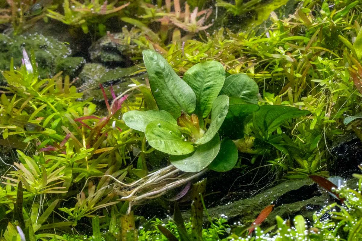 Echinodorus Reni - Image 2