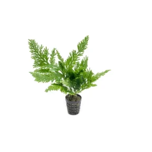 Selaginella Willdenowii