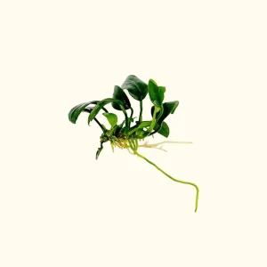 Anubias Nana Petite