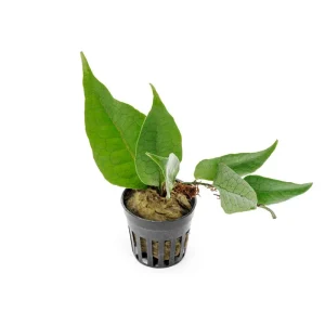 Dendroconche Annabellae