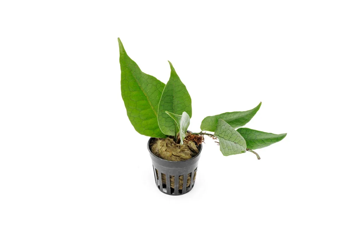Dendroconche Annabellae