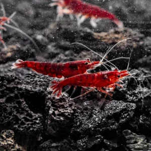 Bloody Mary Shrimp