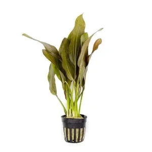 Echinodorus Rose