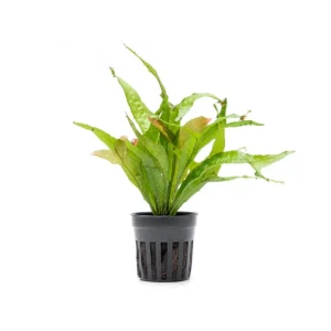 Java Fern Gold Sparkle