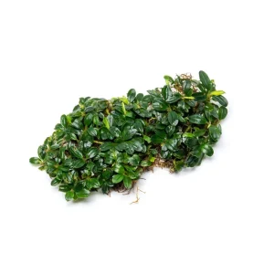 Bucephalandra Starglitz