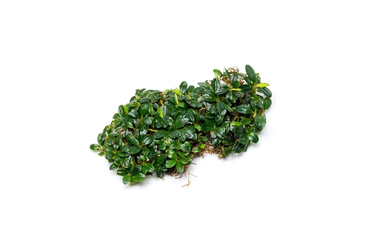 Bucephalandra Starglitz