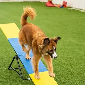 Better Sporting Dogs Practice Seesaw