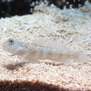 Pink Spotted Watchman Goby