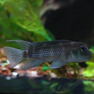 Buffalo Head Cichlid