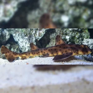 Horn Shark EXPERT ONLY