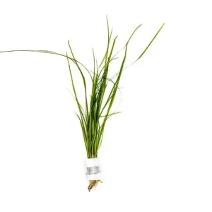 Vallisneria Nana