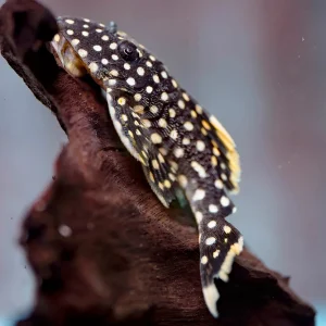 Fine Spot Gold Nugget Plecostomus (L081) 2.25" WYSIWYG