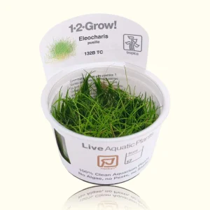 Eleocharis Pusilla 'Mini' Tissue Culture