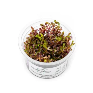 Rotala Rotundifolia Blood Red Aquatic Farmer Tissue Culture
