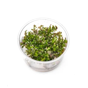 Rotala Rotundifolia Blood Red UNS Tissue Culture